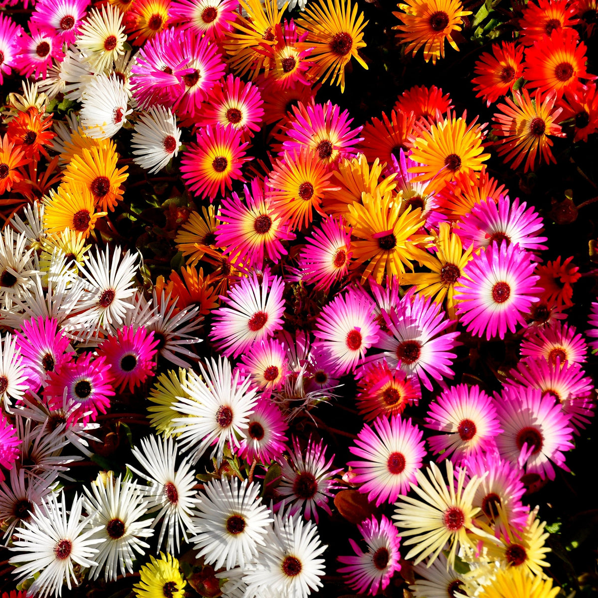 Outsidepride mix Ice Plant seeds form a vibrant ground cover for sunny borders.