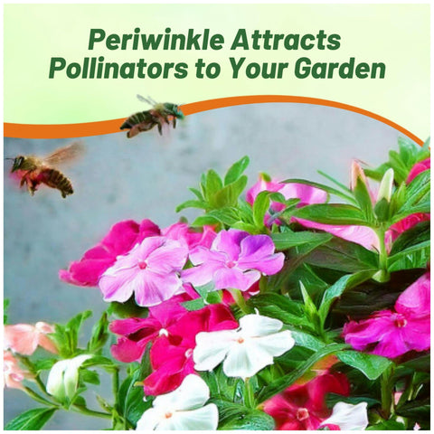 Outsidepride mix periwinkle seeds drought-tolerant performance in hot climates
