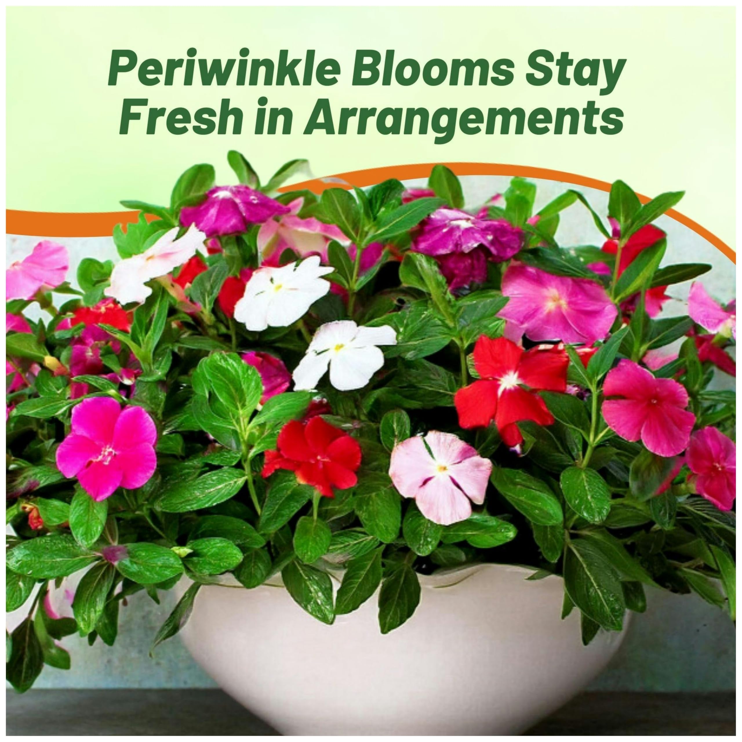 Outsidepride mix periwinkle seeds early bloom for long-season color