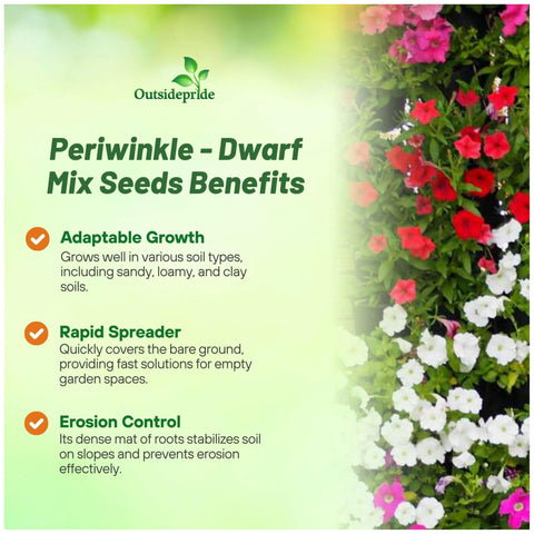 Outsidepride mix periwinkle seeds garden bed planting ready for edging color