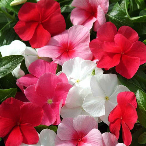 Outsidepride mix periwinkle seeds healthy foliage and compact growth