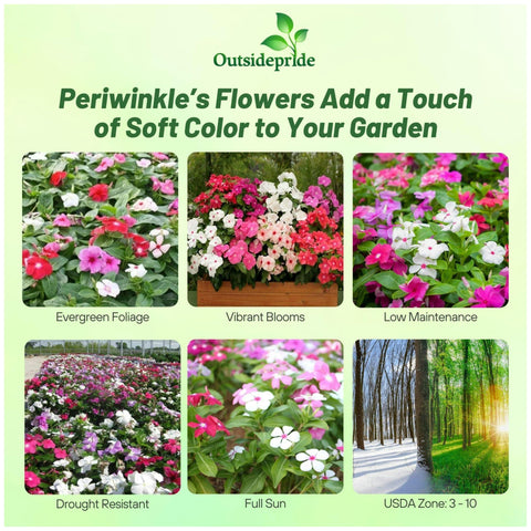 Outsidepride mix periwinkle seeds show heat tolerance for hot summers