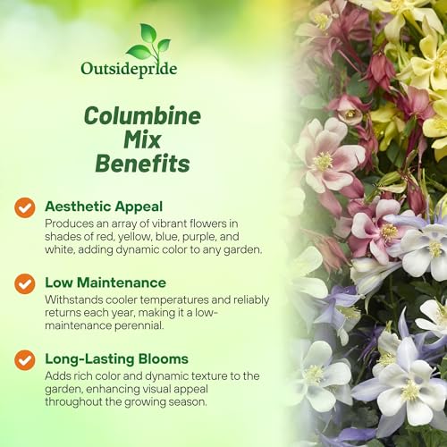 Outsidepride seeds outline garden borders with tall, graceful Columbine blooms
