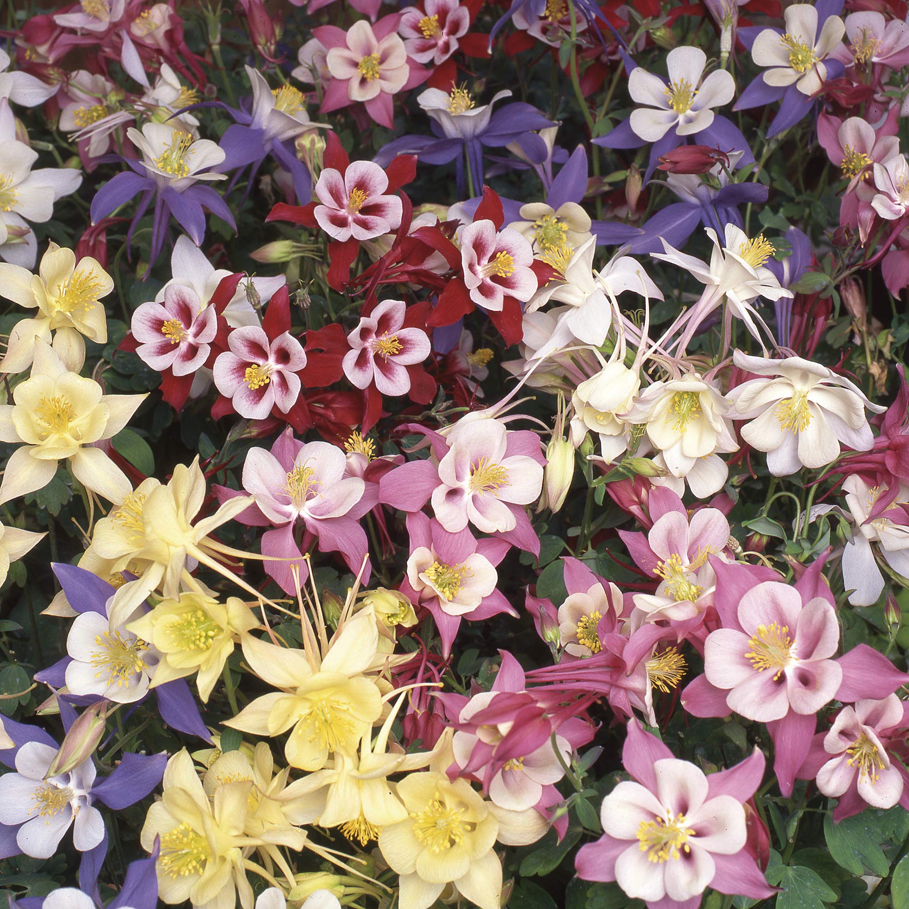 Outsidepride mixed columbine seeds provide vertical height for borders and containers