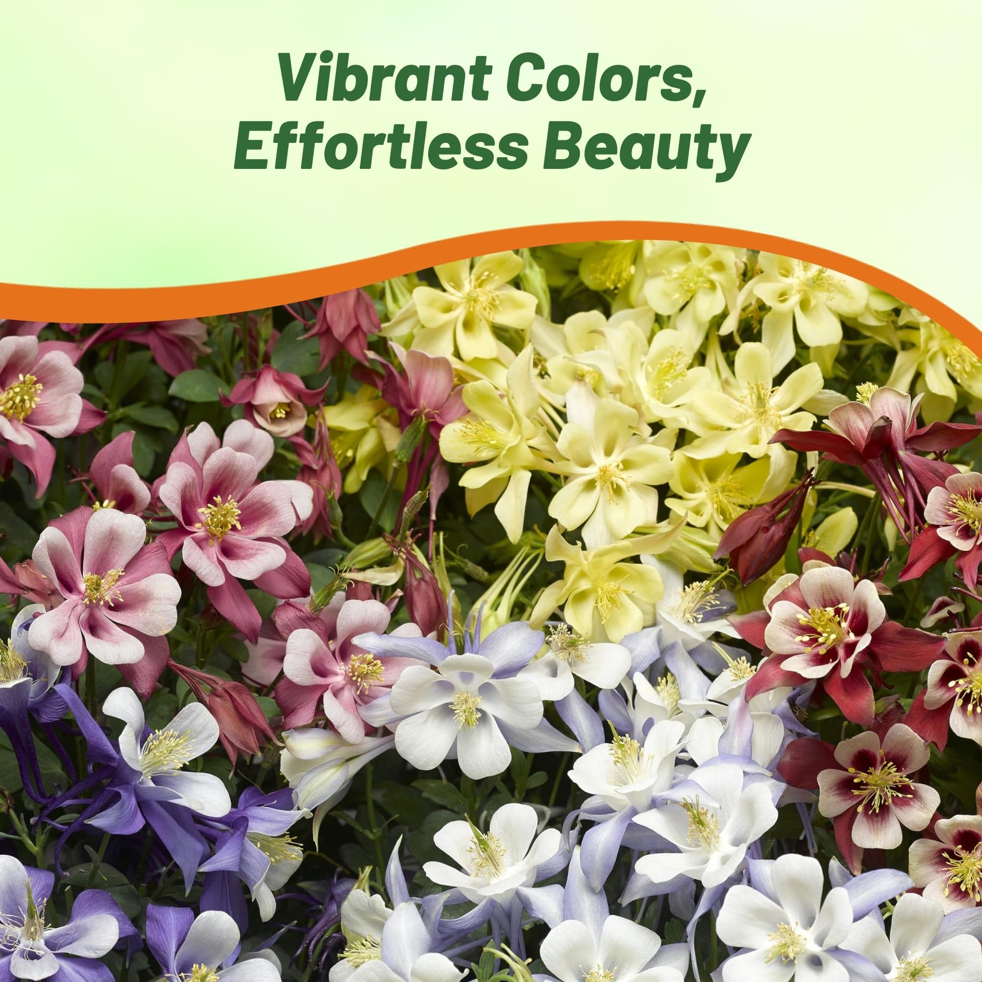 Outsidepride columbine sprouts thrive in zones 3-9 with sun or partial shade