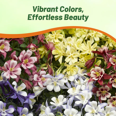 Outsidepride columbine sprouts thrive in zones 3-9 with sun or partial shade