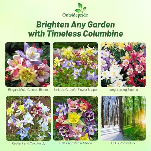 Outsidepride columbine seeds attract pollinators with dazzling blooms in your garden