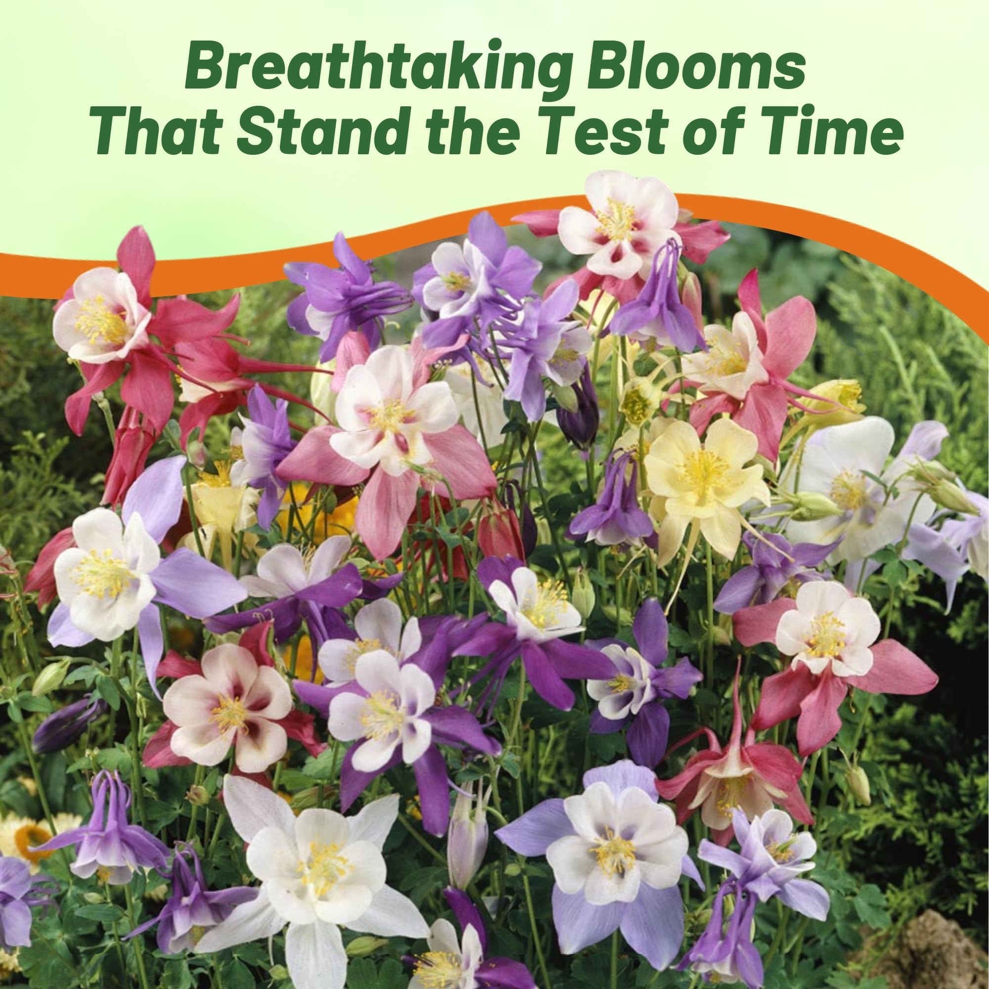 Outsidepride seeds offer easy germination and long-lasting seasonal color