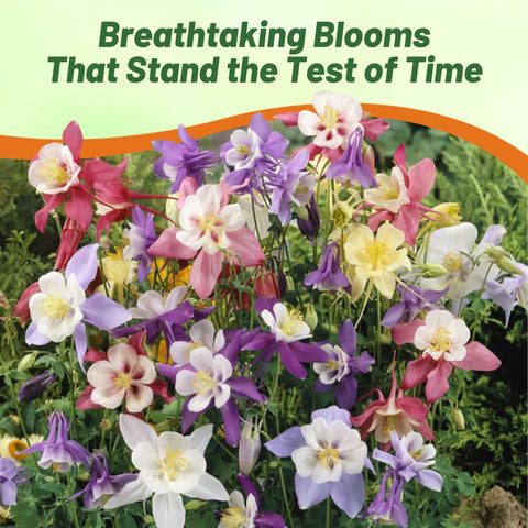 Outsidepride seeds offer easy germination and long-lasting seasonal color