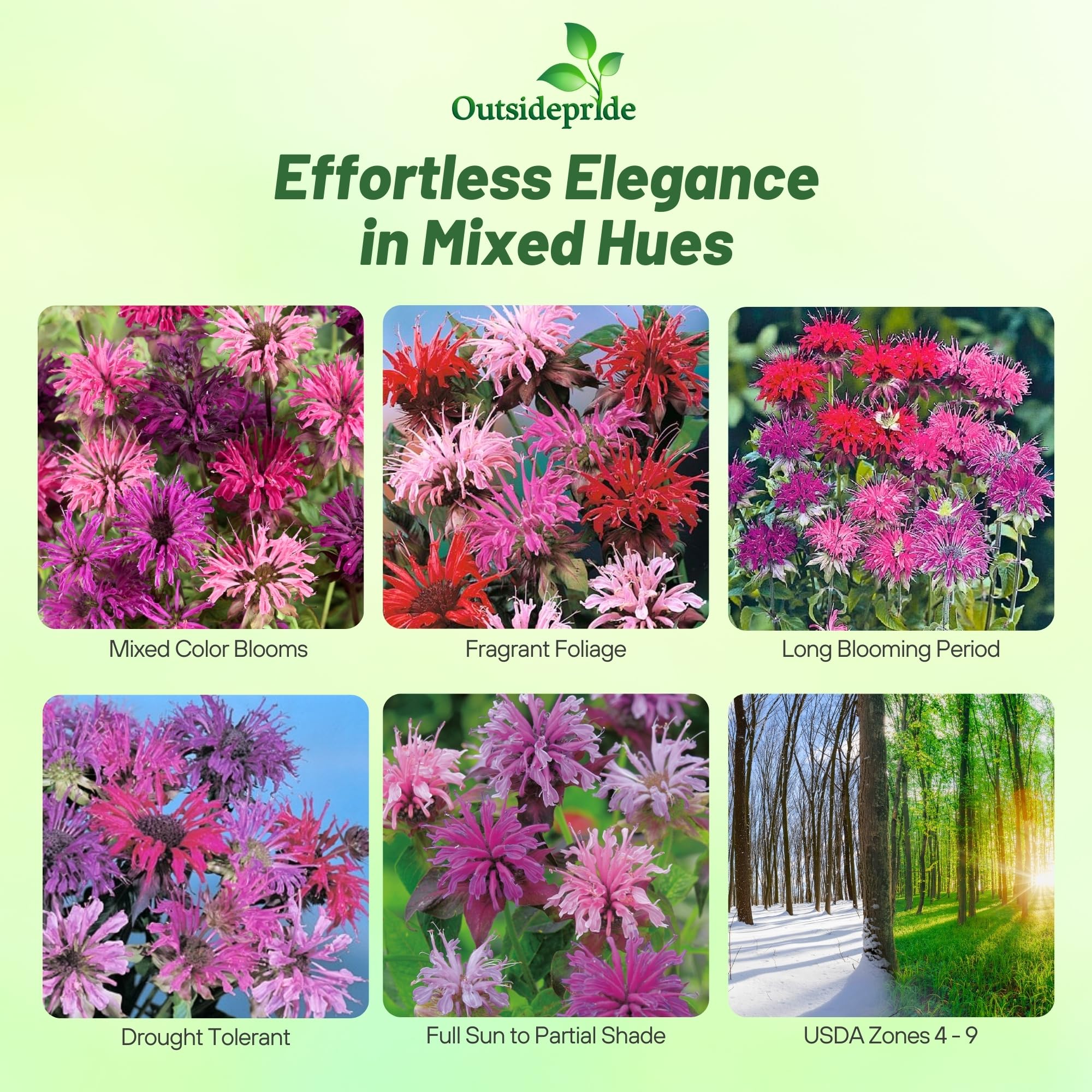 Outsidepride Monarda Didyma flowers close-up showcasing bright, mint-scented blossoms.