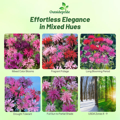 Outsidepride Monarda Didyma flowers close-up showcasing bright, mint-scented blossoms.