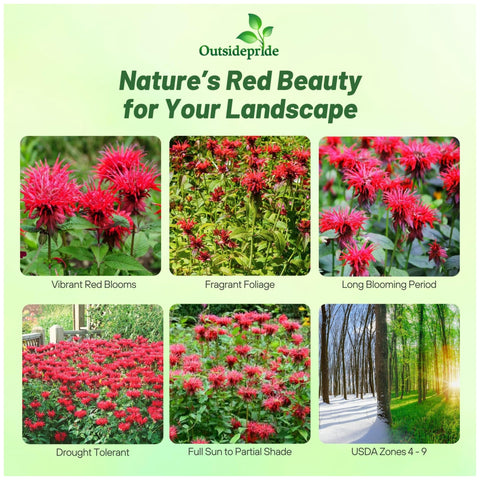 Outsidepride Monarda Didyma red blooms brightening garden beds