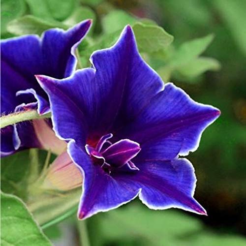 Outsidepride Morning Glory seeds ideal for fences, arbors, and walls.