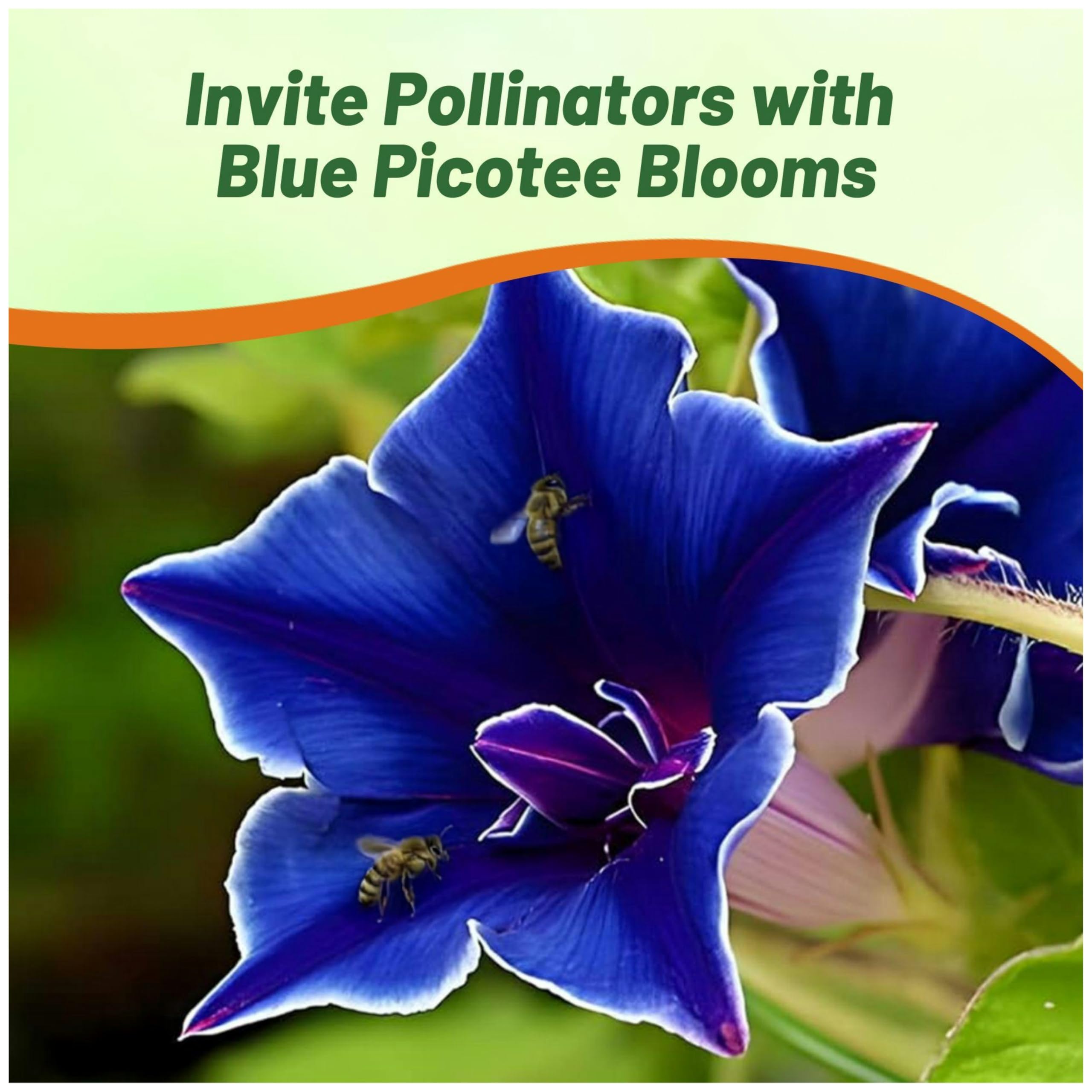 Outsidepride Morning Glory attracts pollinators, including bees and butterflies.