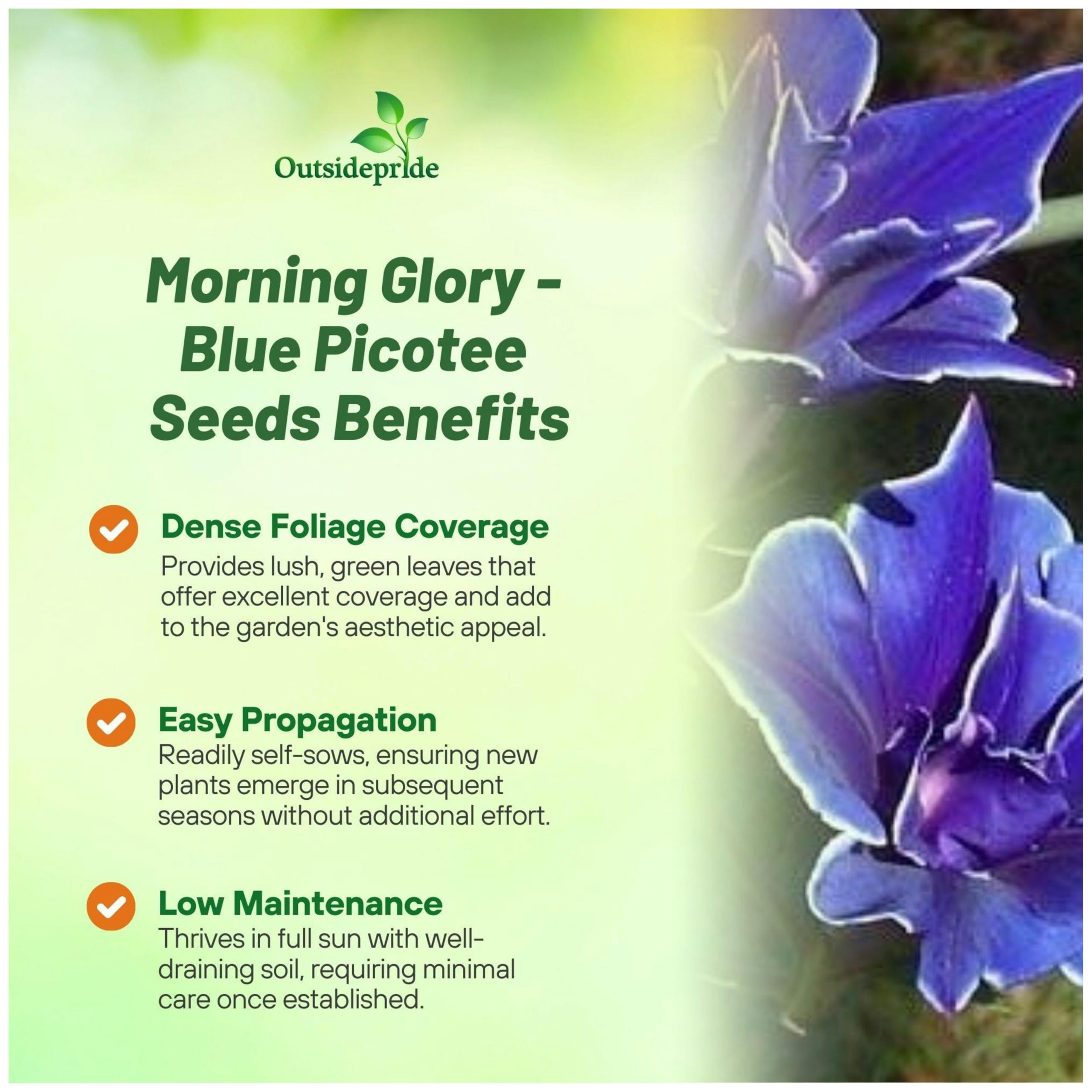 Outsidepride Morning Glory seedling emerging quickly for fast vertical coverage.