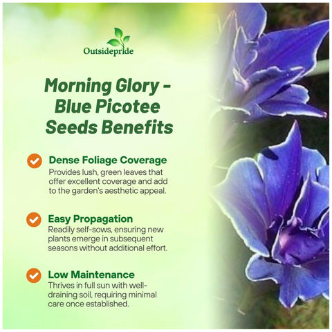 Outsidepride Morning Glory seedling emerging quickly for fast vertical coverage.