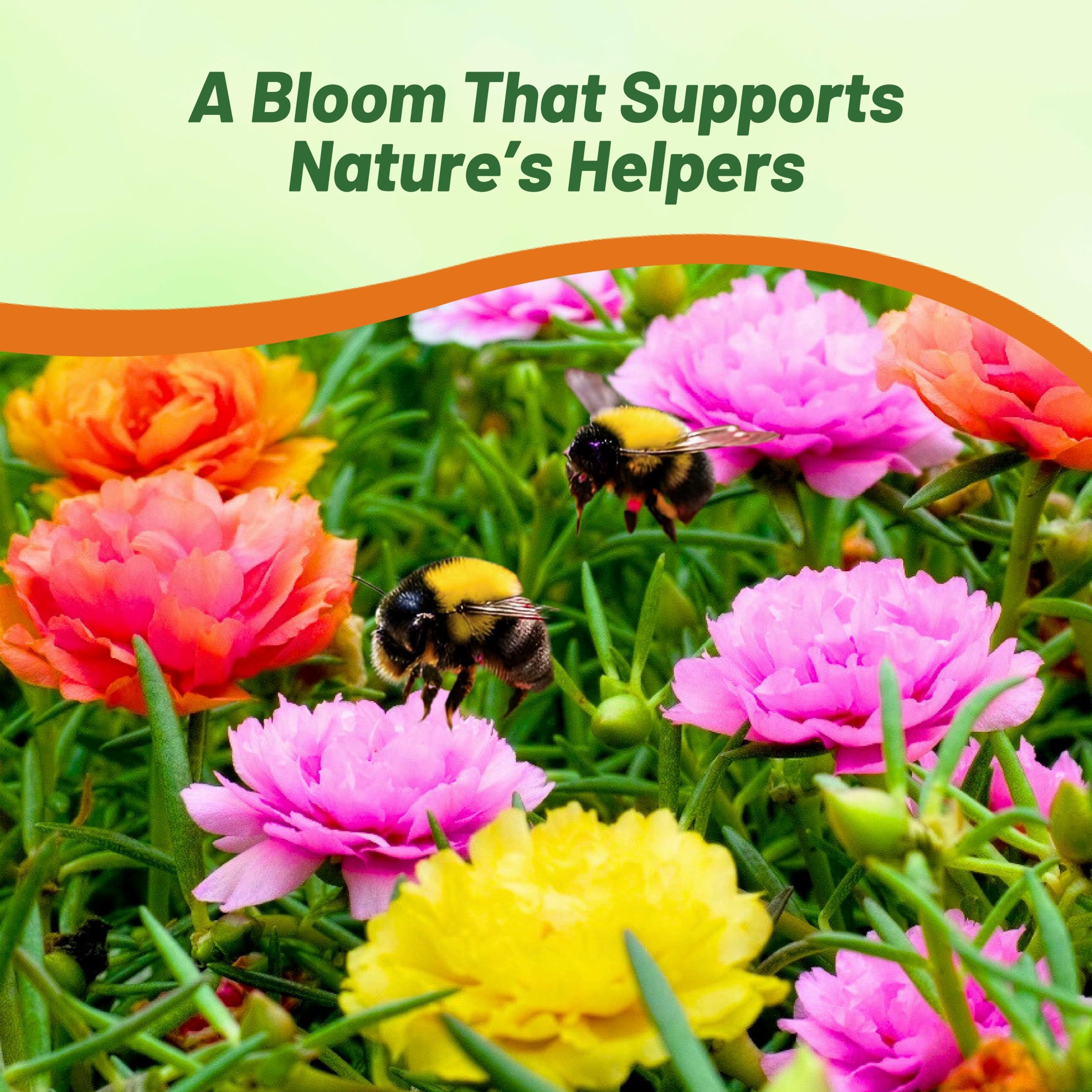 Outsidepride moss rose flowers closeup with vibrant double blooms