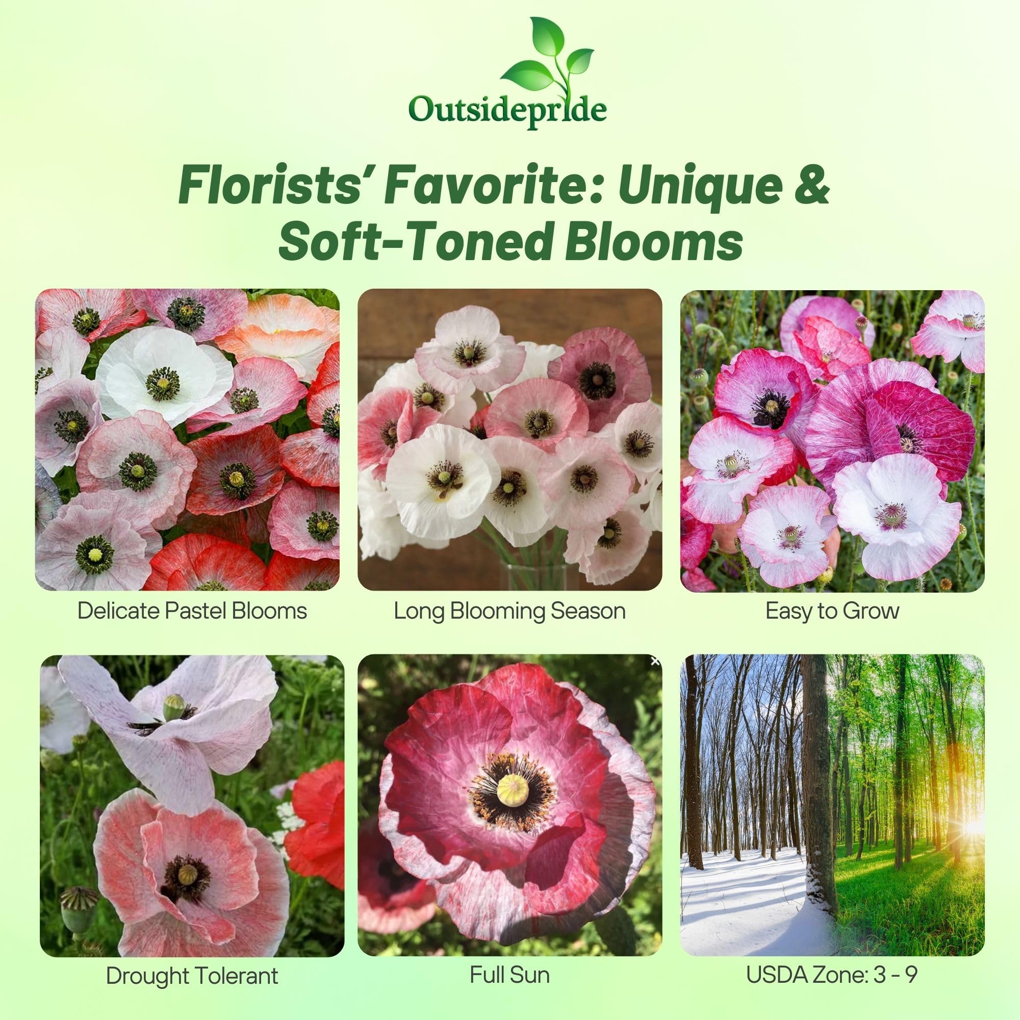 Outsidepride Mother of Pearl poppies bloom with pleated petals for year-round garden appeal.