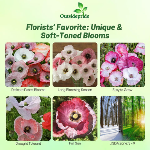 Outsidepride Mother of Pearl poppies bloom with pleated petals for year-round garden appeal.