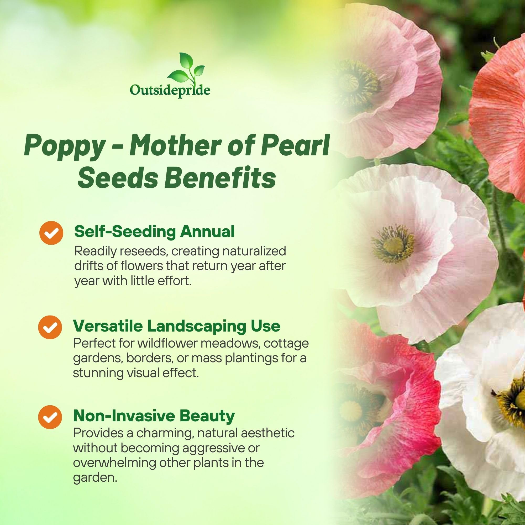 Outsidepride Mother of Pearl poppy seedlings emerging in rich, well-drained soil.