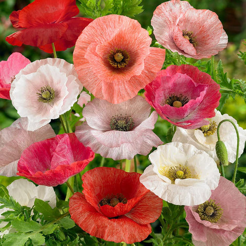 Outsidepride Mother of Pearl poppy seeds pack ready for sunlit borders and low-water gardens.
