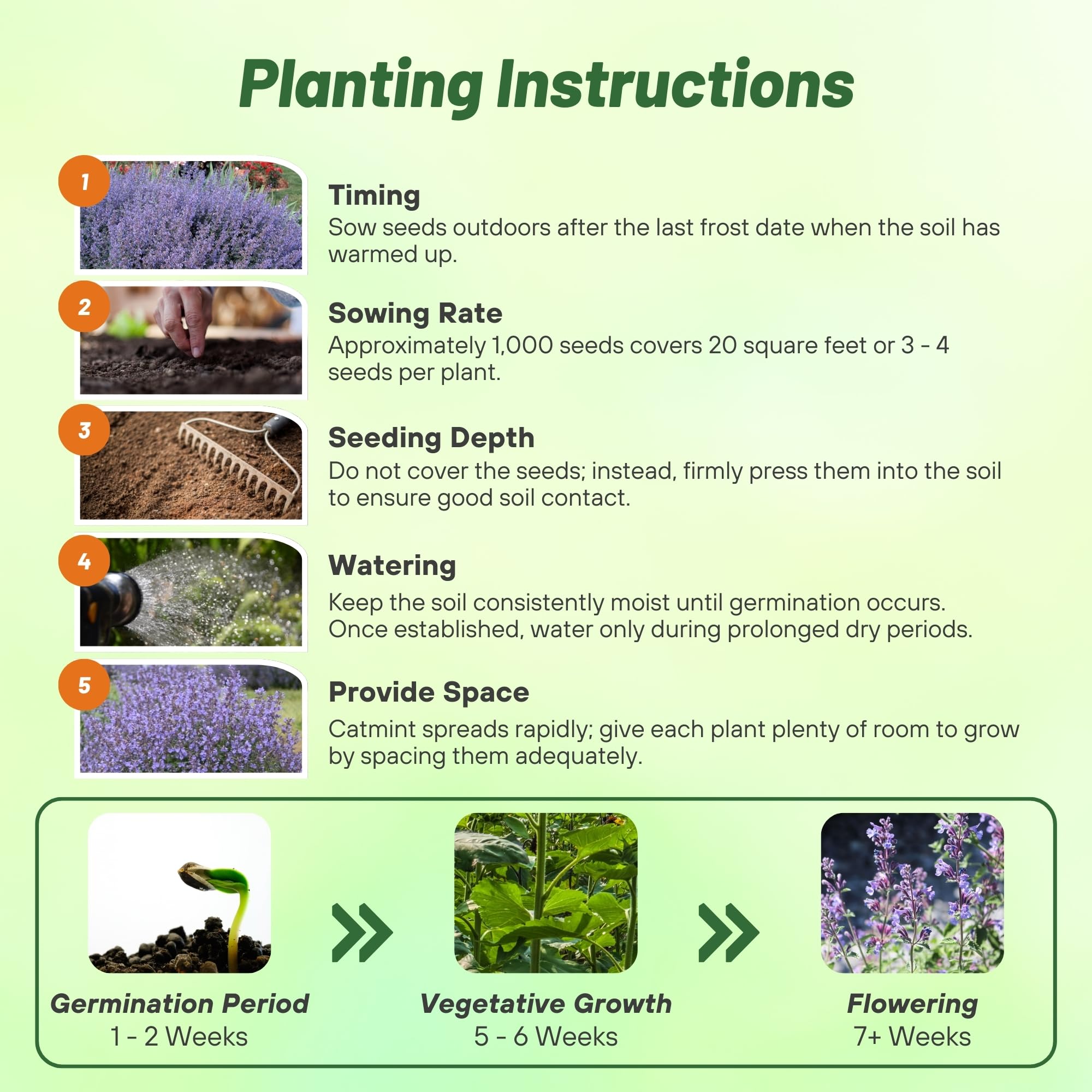 Outsidepride Nepeta Mussinii thrives in heat and drought with minimal care
