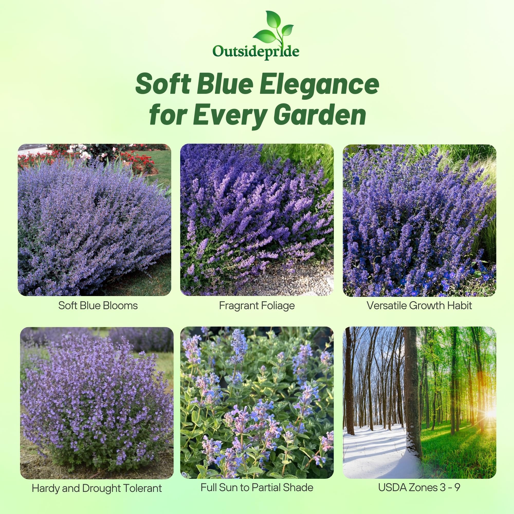 Outsidepride Nepeta Mussinii garden scene highlighting blue blooms along borders
