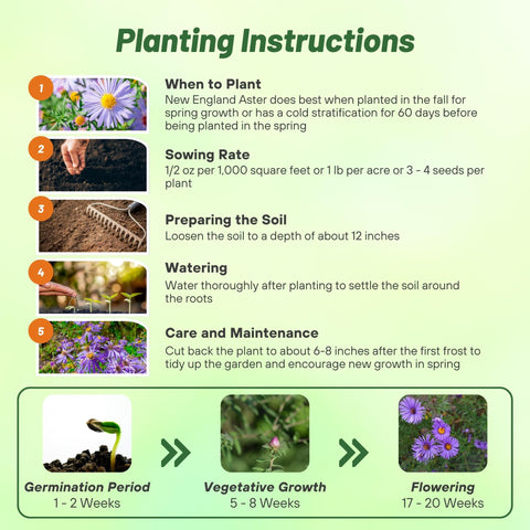 Outsidepride New England Aster seeds deer-deterrent stems for wildlife-friendly gardens.