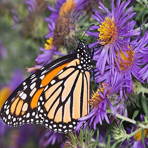 Outsidepride New England Aster seeds hardy and low maintenance for easy care.