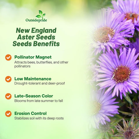 Outsidepride New England Aster seeds attract pollinators for a thriving garden.