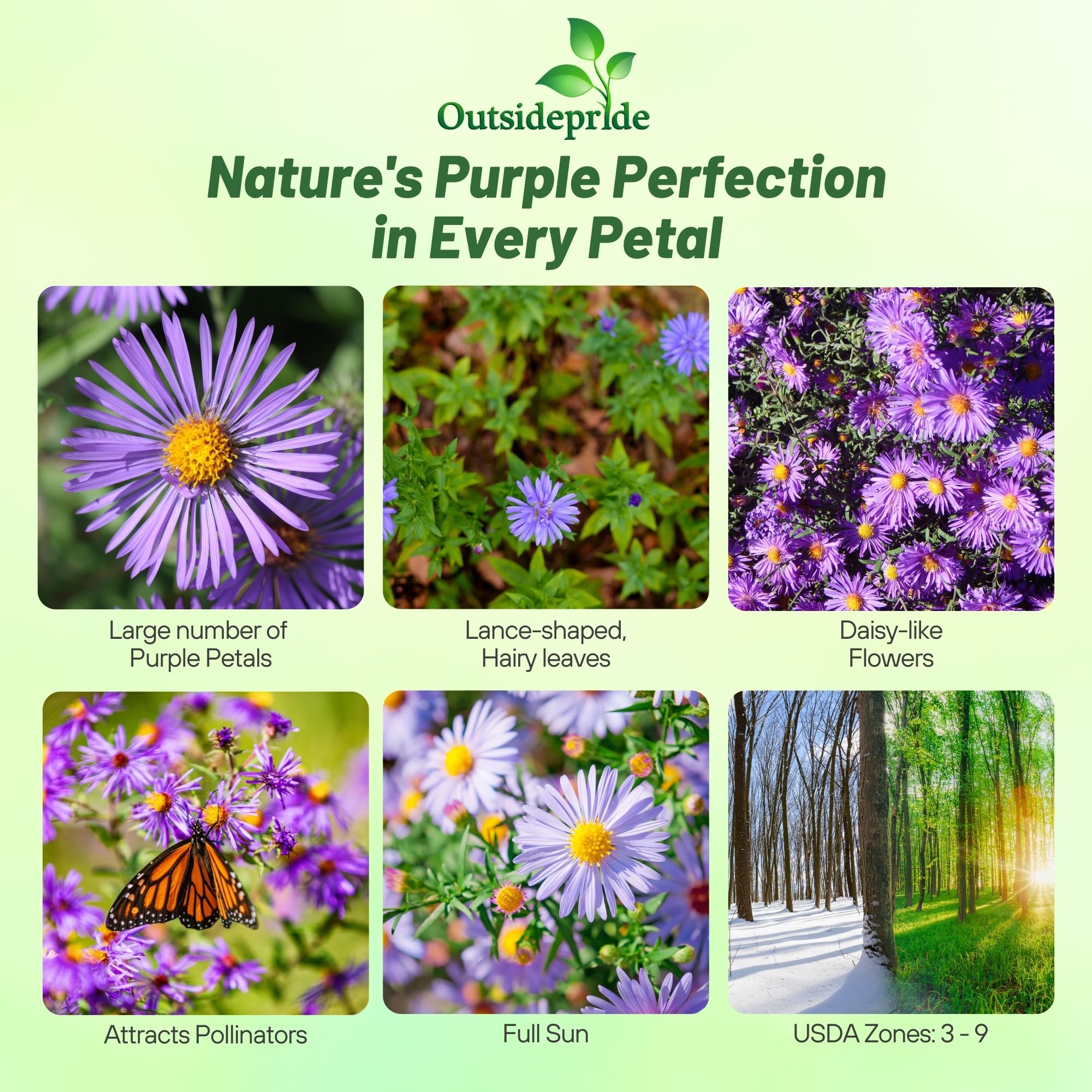 Outsidepride New England Aster seeds grow tall for vertical landscape accents.