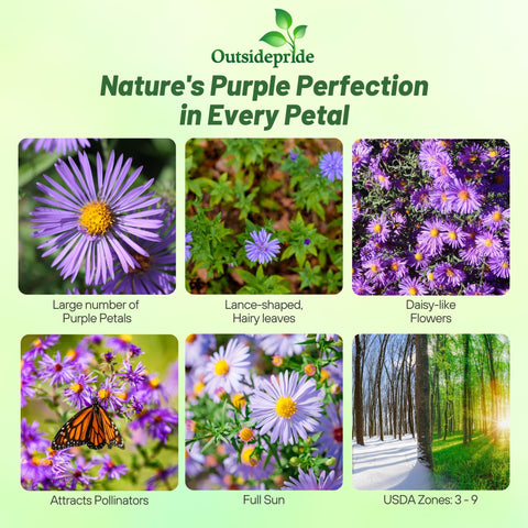 Outsidepride New England Aster seeds grow tall for vertical landscape accents.