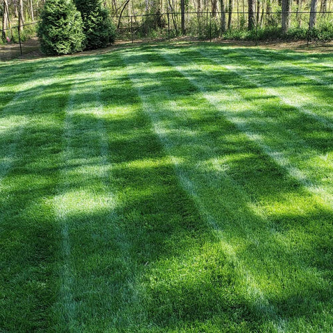 Outsidepride New-turf establishment example in a home lawn