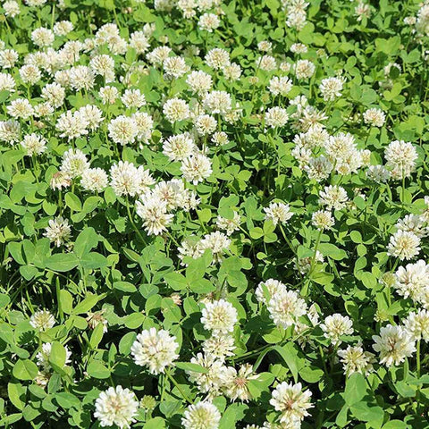 Outsidepride nitrocoated inoculated Ladino clover seeds promote faster germination.