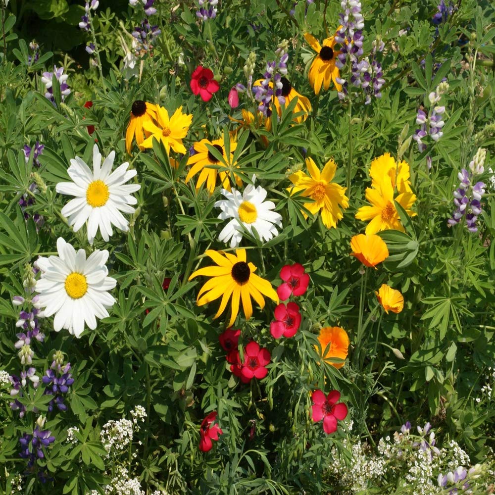 Outsidepride Northwest Wildflower Seed Mix sowing rate illustration for 500–1000 sq ft.