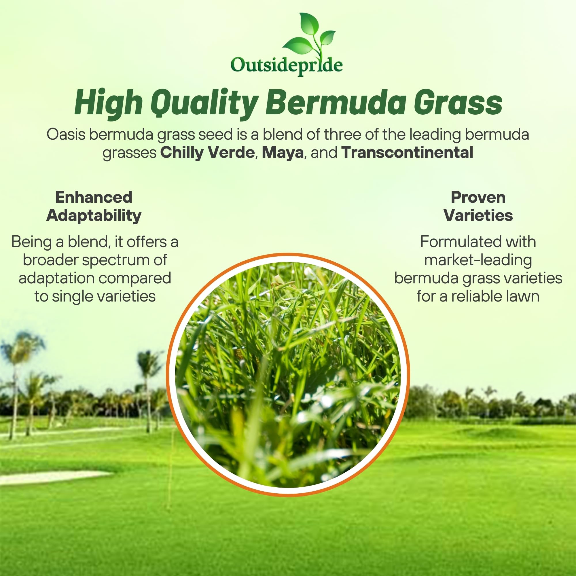 Outsidepride Oasis Bermuda seed forming thick coverage in a sunlit lawn.