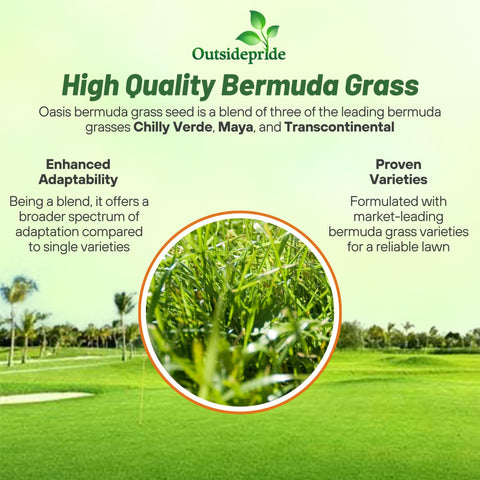 Outsidepride Oasis Bermuda seed forming thick coverage in a sunlit lawn.