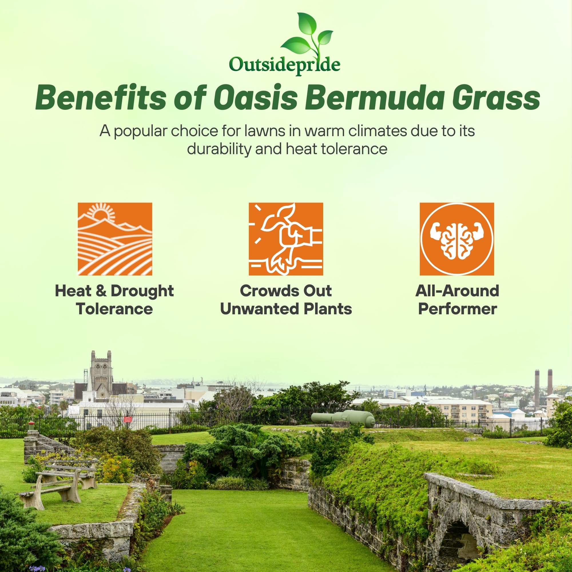 Outsidepride Oasis Bermuda thriving in hot, sunny conditions.
