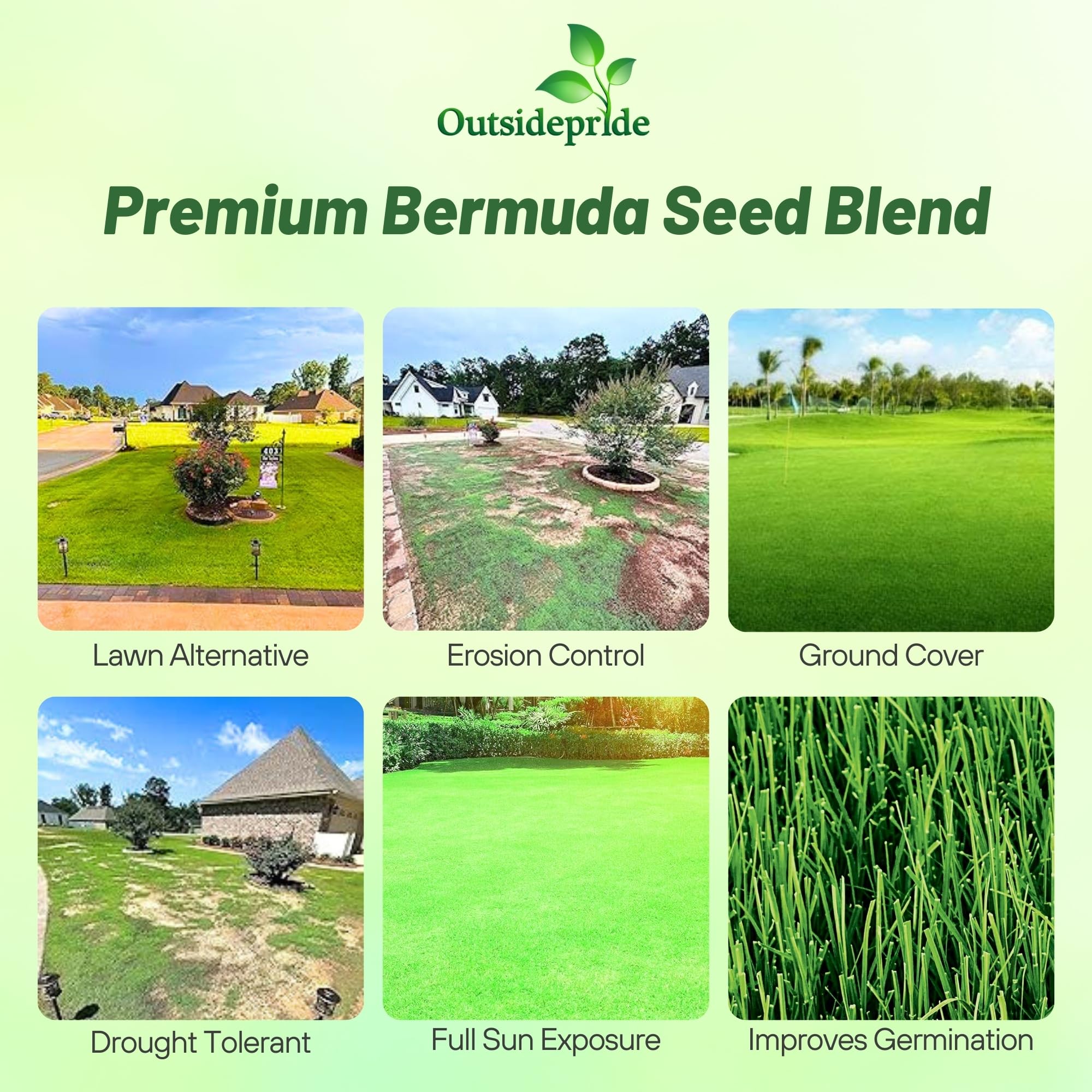 Outsidepride Oasis Bermuda seed close-up shows uniform texture for even germination.