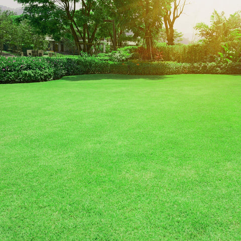 Outsidepride Oasis Bermuda ideal for golf courses, parks, and home lawns.