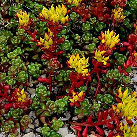 Outsidepride Oregnum Sedum arranged in containers for easy soil stabilization.