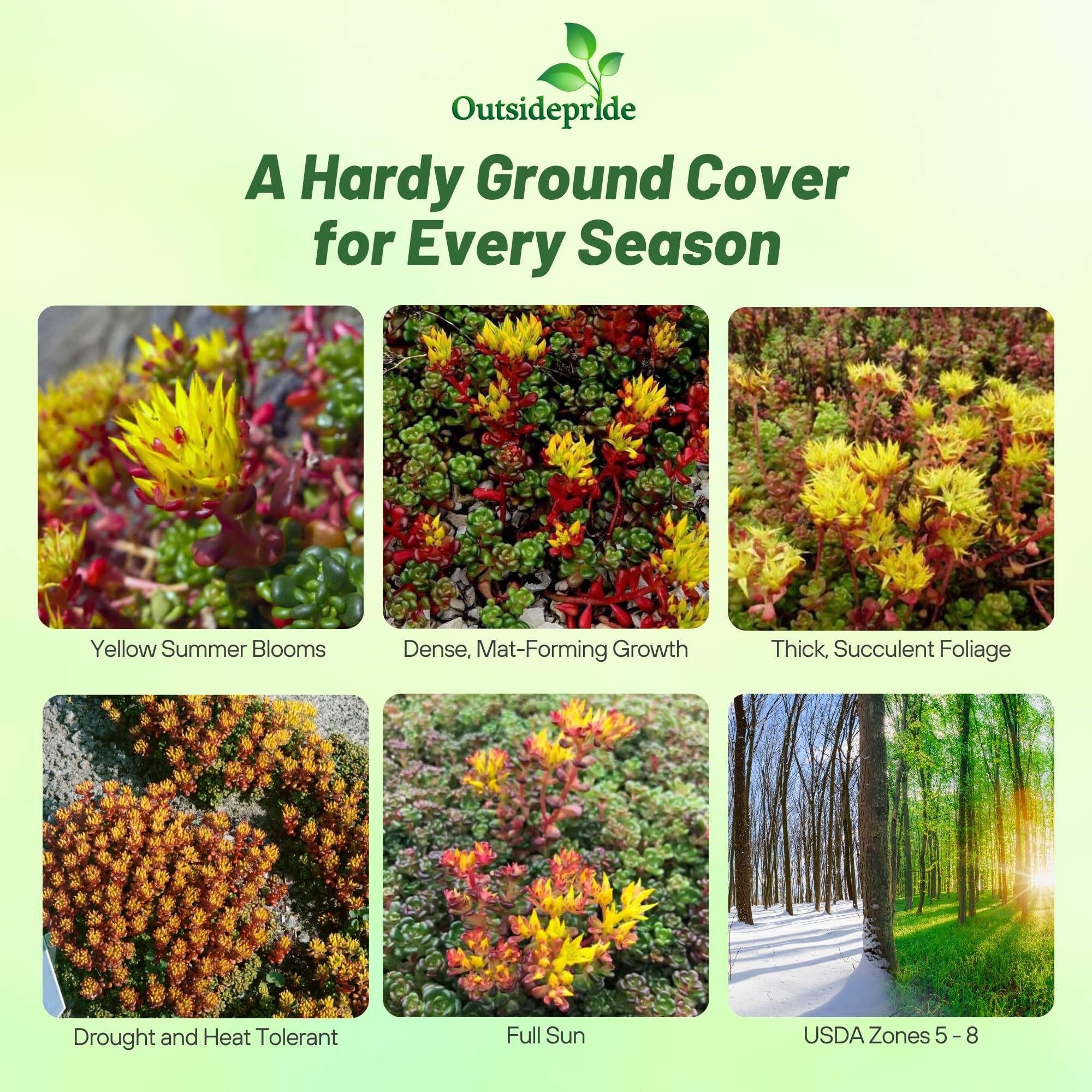 Outsidepride Oregnum Sedum displays low-growing, dense foliage for edging.