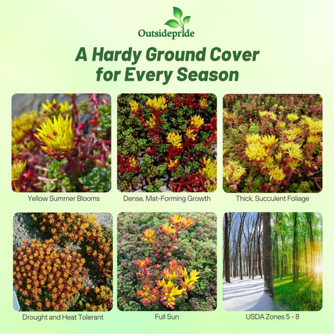 Outsidepride Oregnum Sedum displays low-growing, dense foliage for edging.