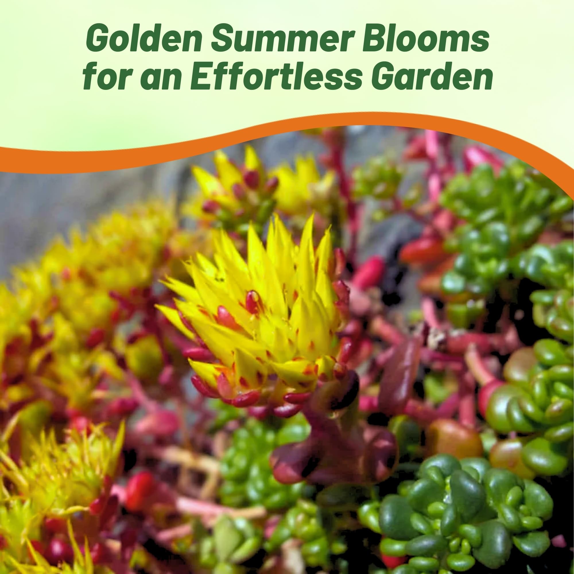 Outsidepride Oregnum Sedum suited for rock gardens, borders, and green roofs.