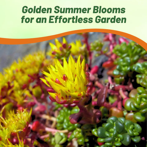 Outsidepride Oregnum Sedum suited for rock gardens, borders, and green roofs.