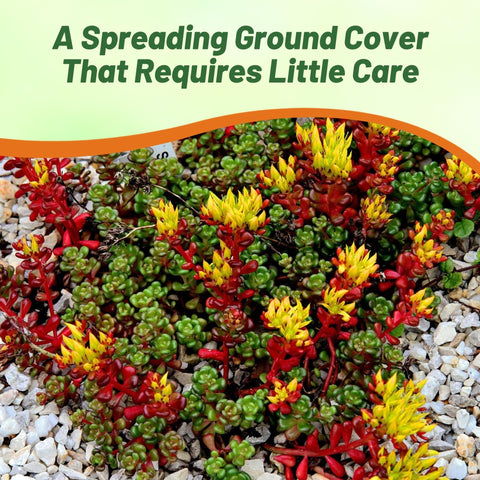 Outsidepride Oregnum Sedum features yellow summer blooms attracting pollinators.