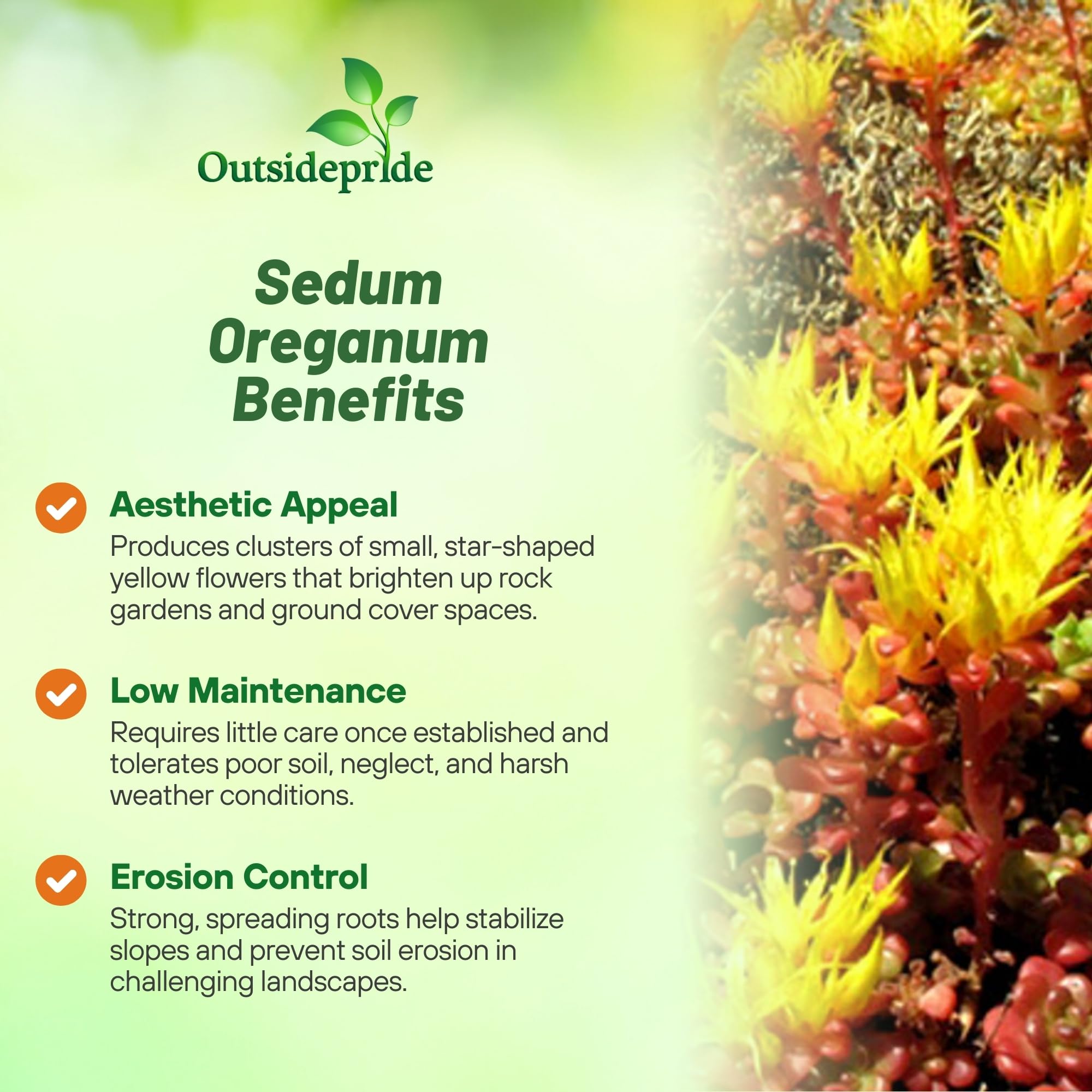 Outsidepride Oregnum Sedum thrives in Zones 5-8 as hardy ground cover.