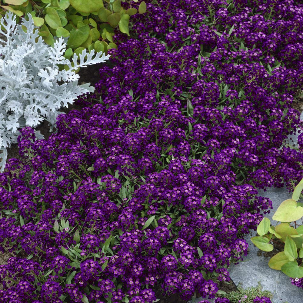 Outsidepride Oriental Nights Alyssum used as container-border plant idea.