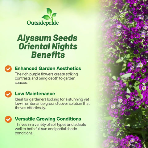 Outsidepride Oriental Nights Alyssum shown as drought-tolerant garden growth.