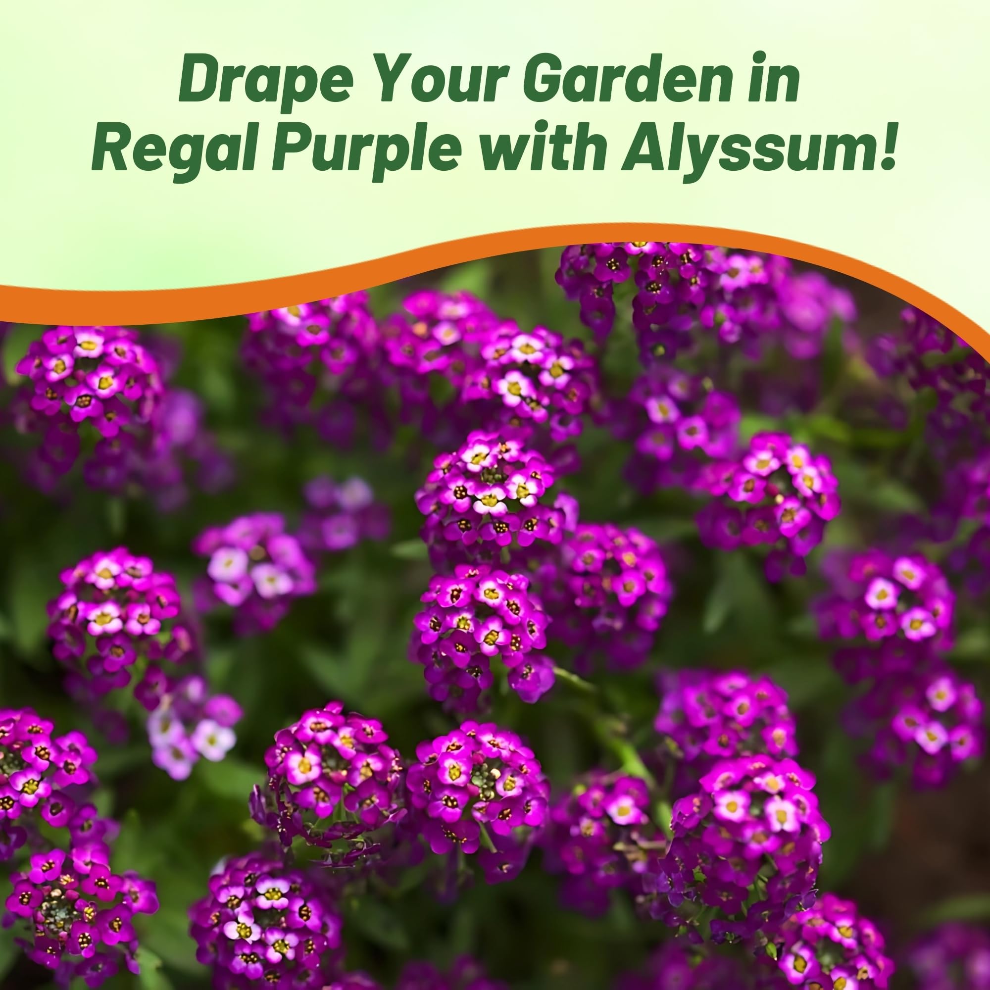 Outsidepride Oriental Nights Alyssum flowers attract bees and butterflies.